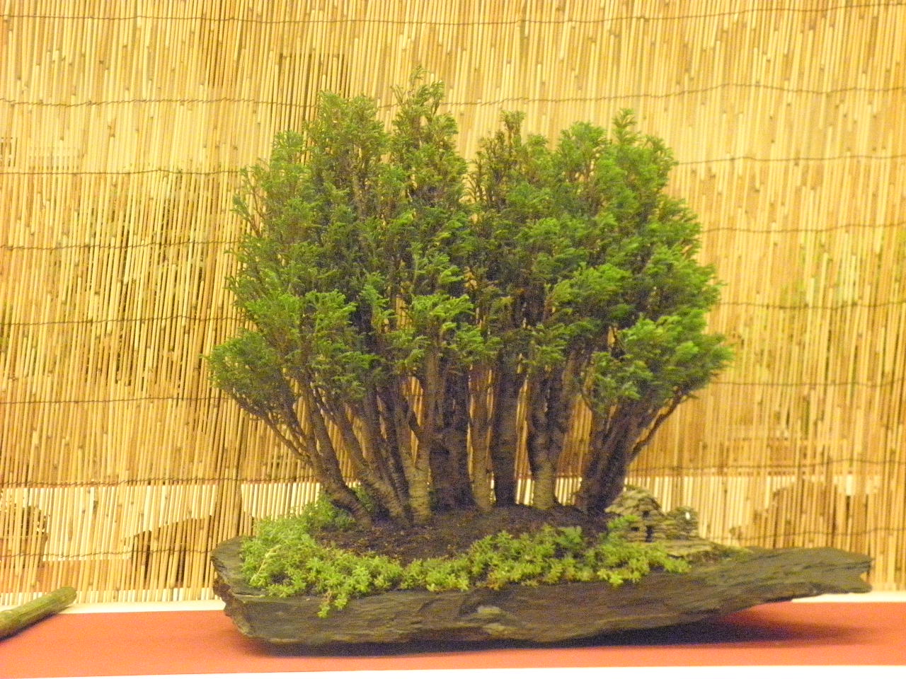 P6100019