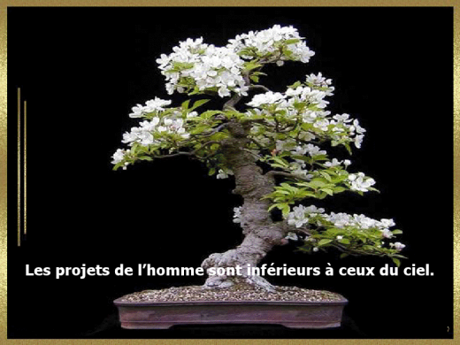 proverbe-7.png